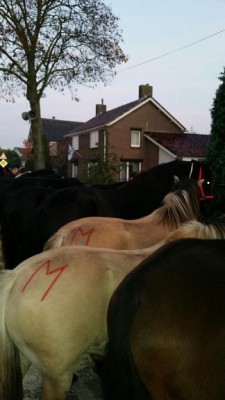 Hedel2015(4) - Kopie.jpg