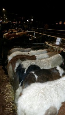 Hedel2015(5) - Kopie.jpg